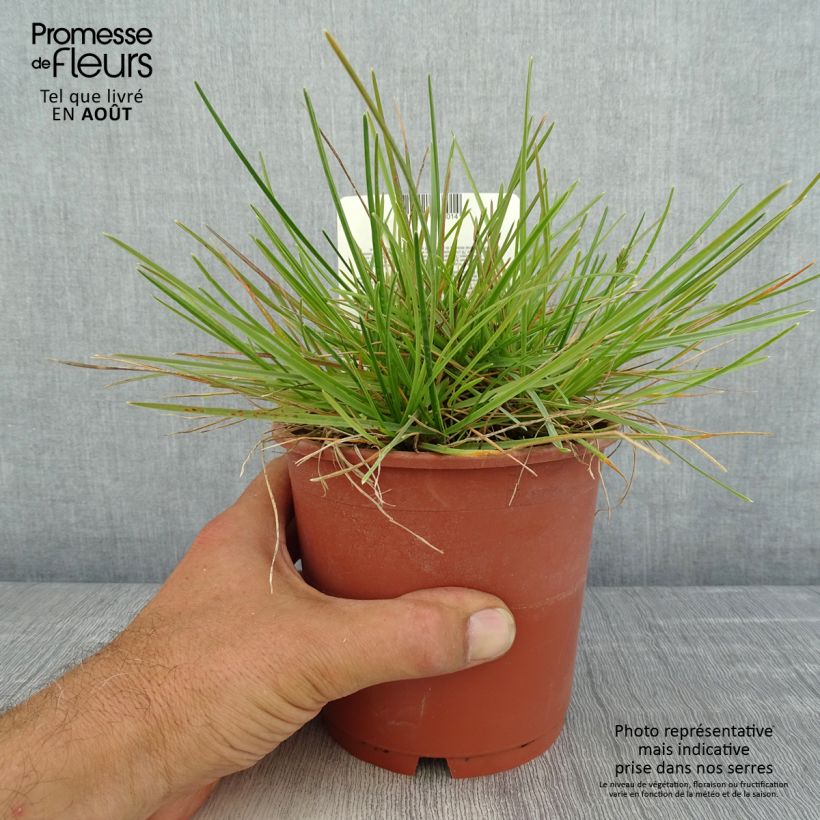 Esimerkki kesällä toimitetusta Sinilupikka - Sesleria caerulea Ruukku 1L / 1,5L-taimesta