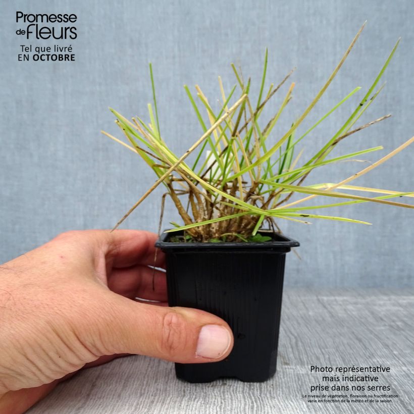 Esimerkki syksyllä toimitetusta Lupikka - Sesleria heufleriana 8/9 cm taimiruukku-taimesta