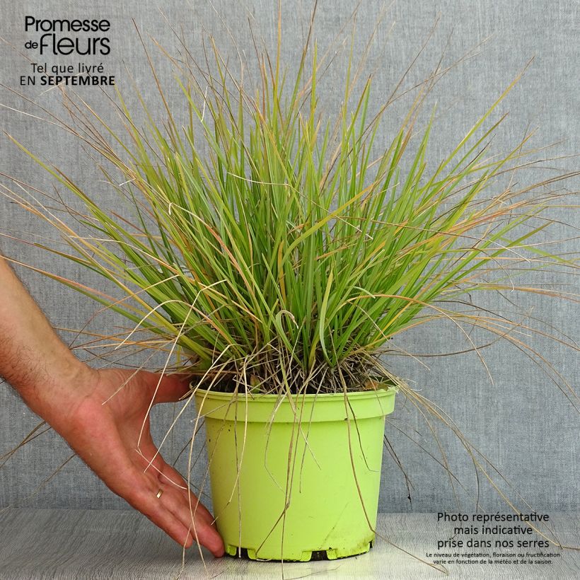 Esimerkki kesällä toimitetusta Lupikka - Sesleria heufleriana Ruukku 2L / 3L-taimesta