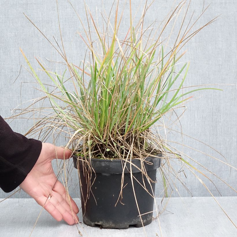 Esimerkki syksyllä toimitetusta Lupikka - Sesleria heufleriana 2 litran/3 litran ruukku-taimesta