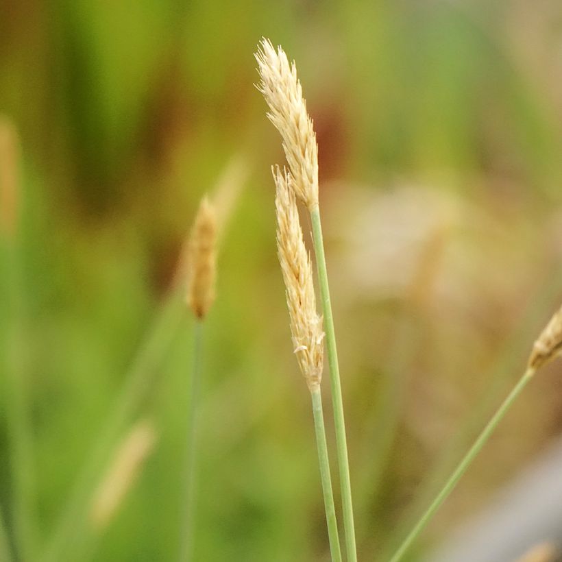 Kiiltolupikka - Sesleria nitida (Kukinta)