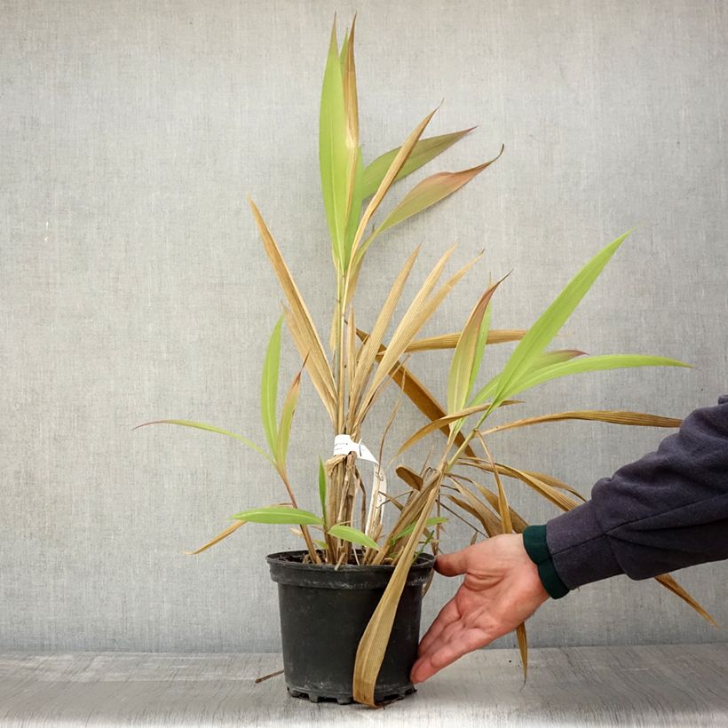 Esimerkki syksyllä toimitetusta Nuokkupantaheinä - Setaria palmifolia 2 litran/3 litran ruukku-taimesta