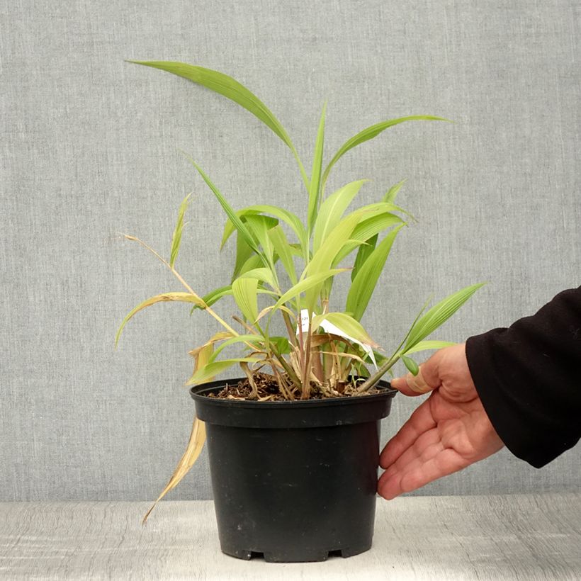 Esimerkki kesällä toimitetusta Nuokkupantaheinä - Setaria palmifolia Ruukku 2L / 3L-taimesta