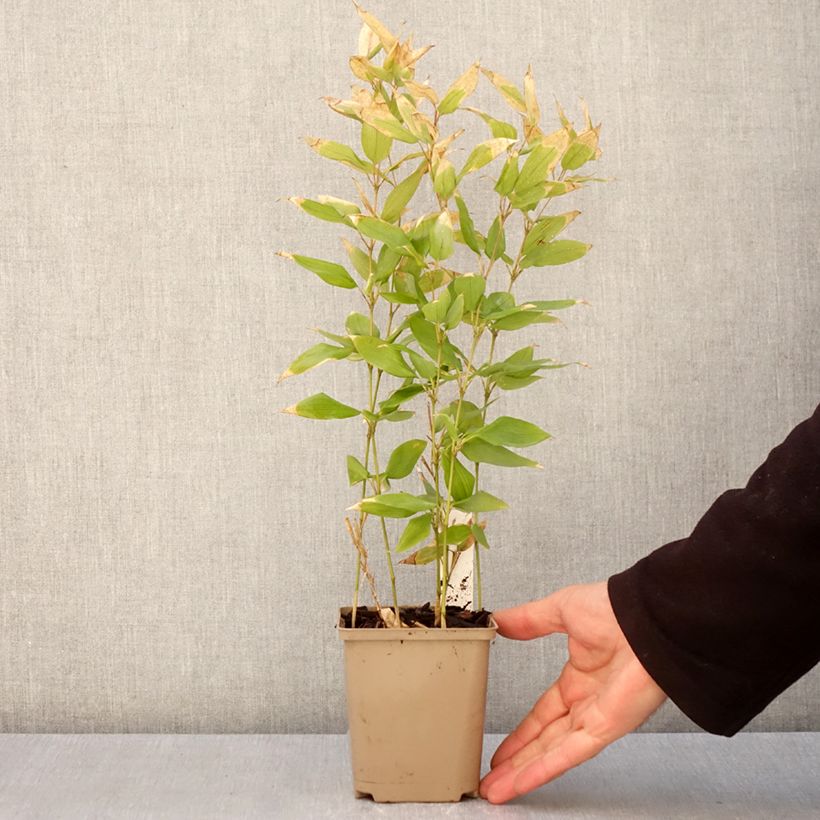 Esimerkki keväällä toimitetusta Shibataea kumasaca Godet de 8/9 cm-taimesta