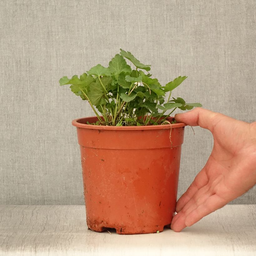 Esimerkki kesällä toimitetusta Jalomalva Elsie Heugh Pot de 2L/3L-taimesta