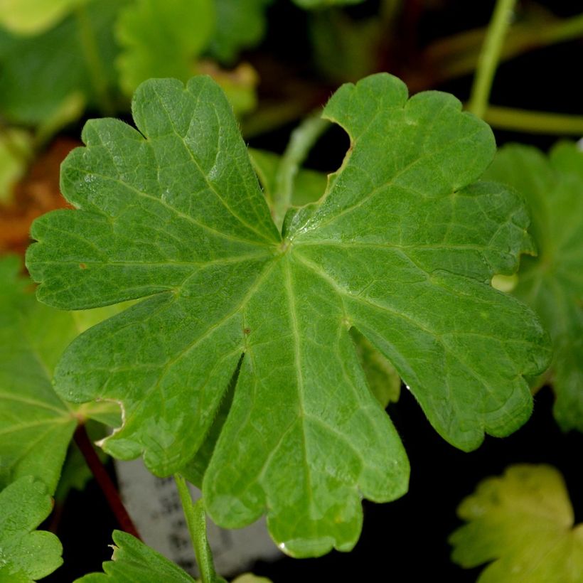 Valkojalomalva - Sidalcea candida (Lehvistö)