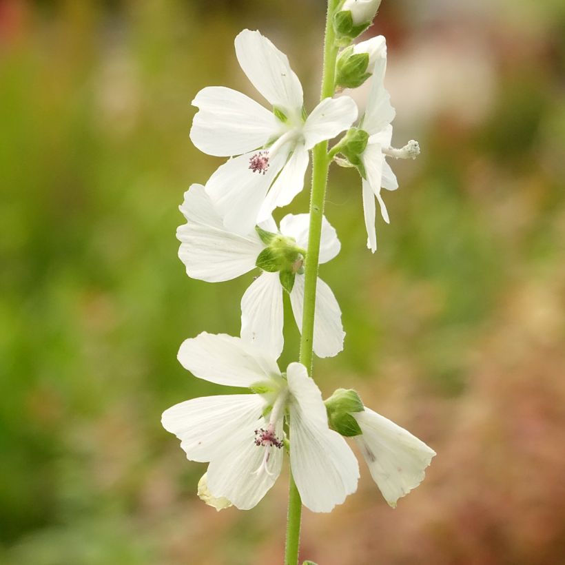 Valkojalomalva - Sidalcea candida (Kukinta)