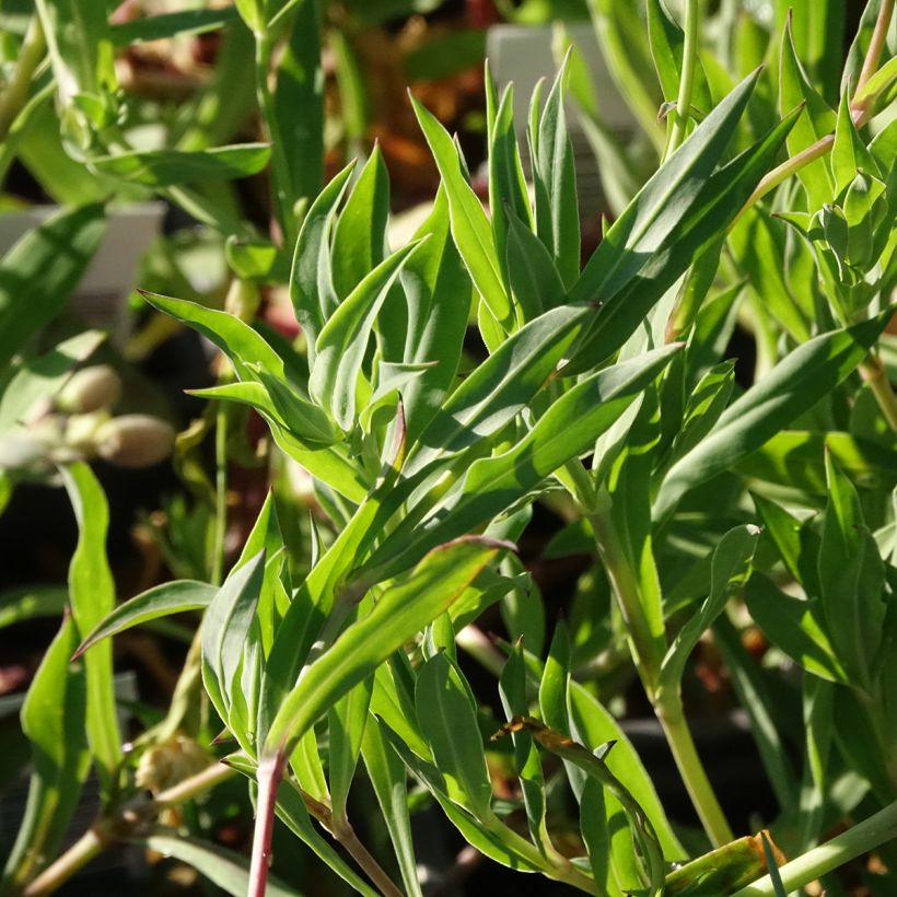 Nurmikohokki - Silene vulgaris (Lehvistö)