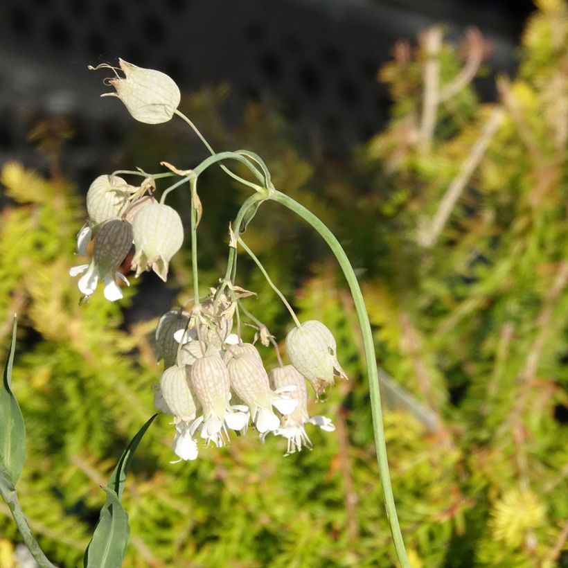 Nurmikohokki - Silene vulgaris (Kukinta)