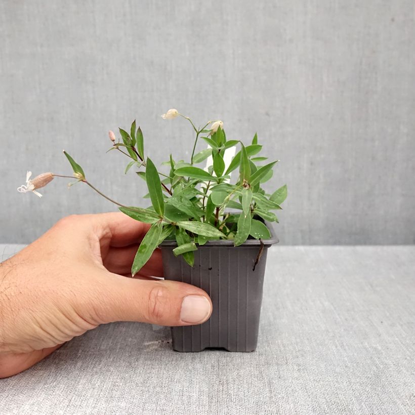 Esimerkki syksyllä toimitetusta Nurmikohokki - Silene vulgaris 8/9 cm taimiruukku-taimesta