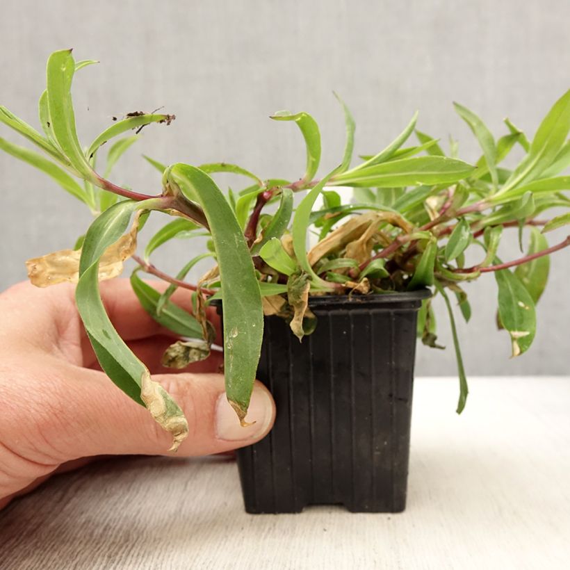 Esimerkki keväällä toimitetusta Silène enflé ou commun - Silene vulgaris Godet de 8/9 cm-taimesta