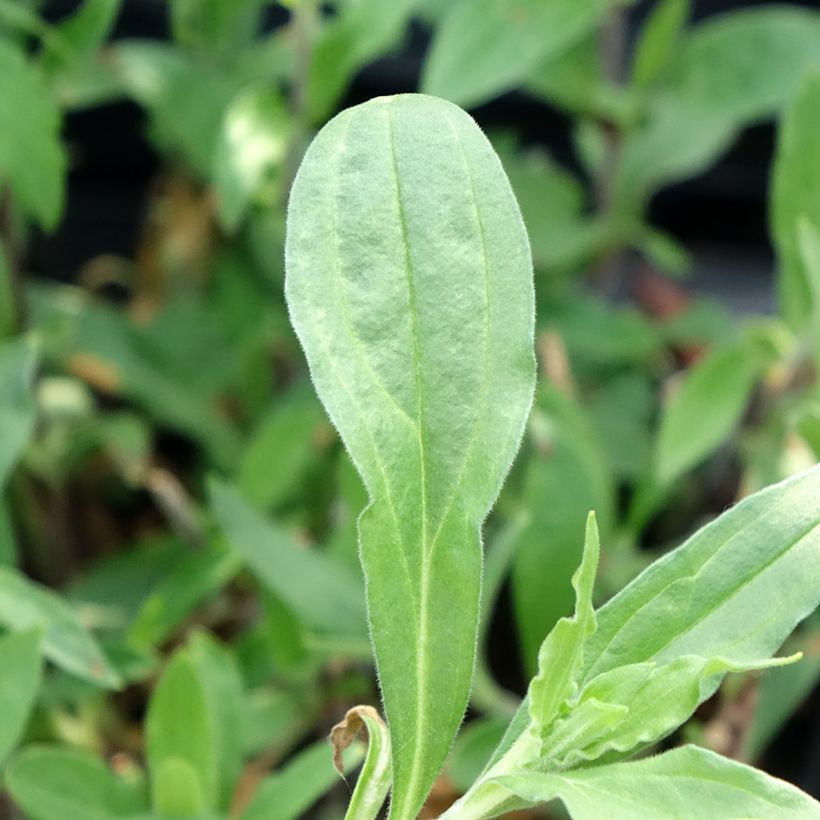Valkoailakki - Silene latifolia subsp. alba (Lehvistö)