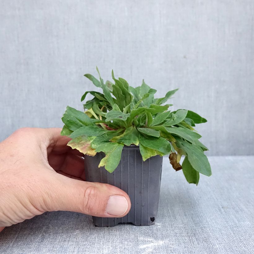 Esimerkki syksyllä toimitetusta Valkoailakki - Silene latifolia subsp. alba 8/9 cm taimiruukku-taimesta