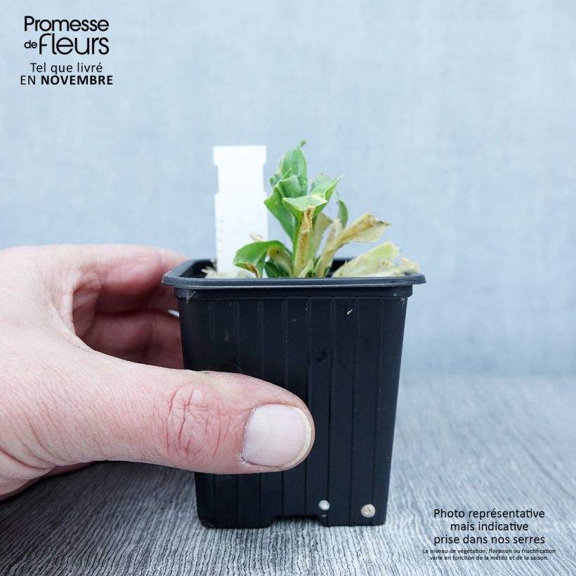 Esimerkki syksyllä toimitetusta Silene regia - Silène royal Godet de 8/9 cm-taimesta