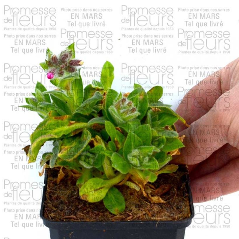 Esimerkki toimitetusta Silène rub. Rollies Favorite - Silene robotii Godet de 7/8 cm-taimesta