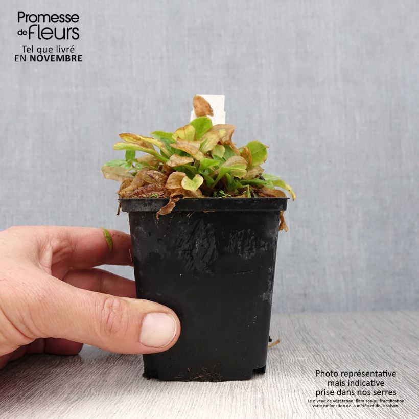 Esimerkki syksyllä toimitetusta Kohoki Rollies Favorite 7/8 cm taimiruukku-taimesta
