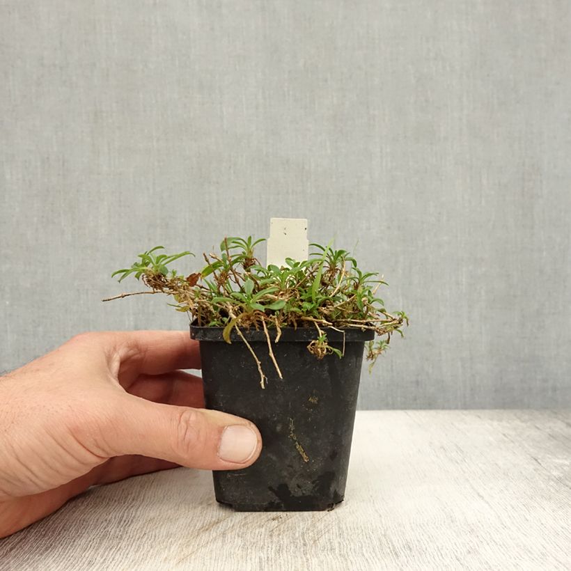 Esimerkki syksyllä toimitetusta Syyskohokki - Silene schafta 8/9 cm taimiruukku-taimesta