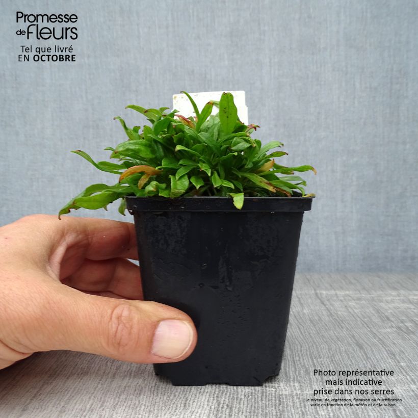Esimerkki syksyllä toimitetusta Syyskohokki Splendens 8/9 cm taimiruukku-taimesta