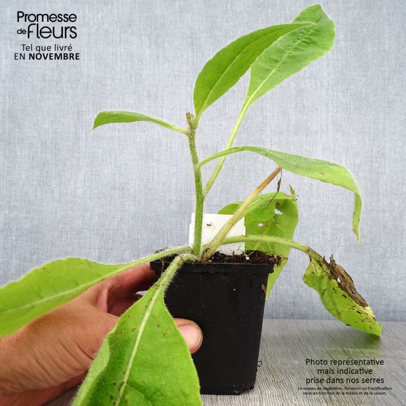 Esimerkki syksyllä toimitetusta Silphium mohrii  Godet de 8/9 cm-taimesta