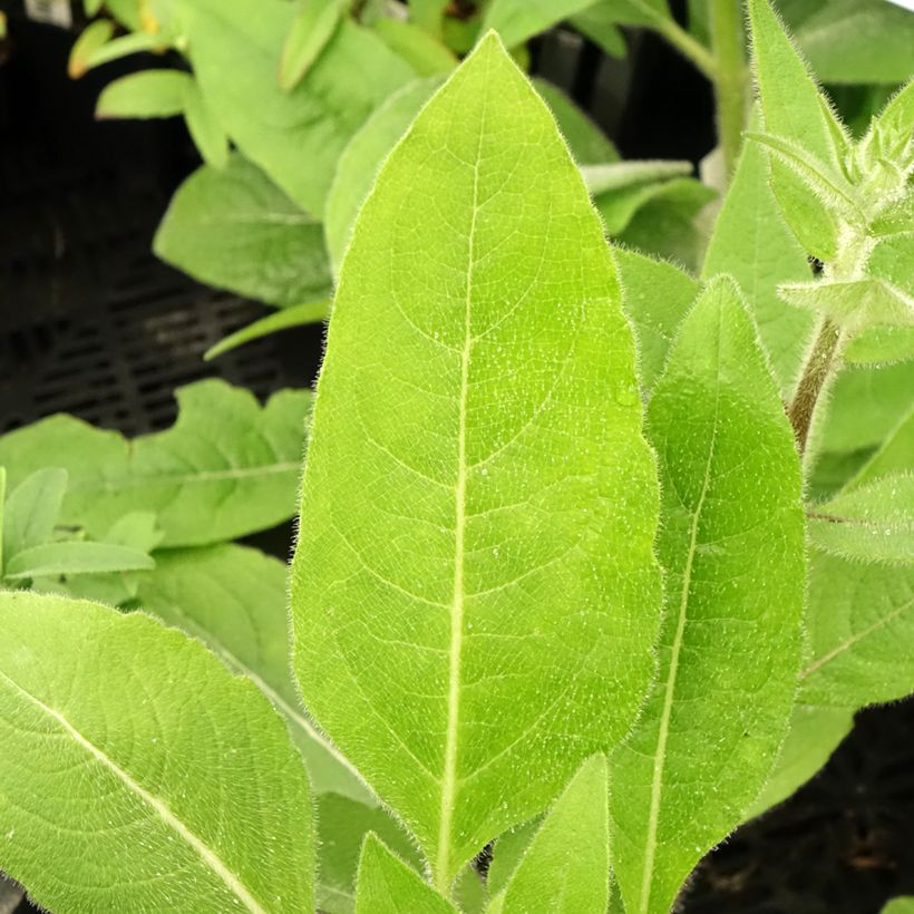 Silphium mohrii (Lehvistö)