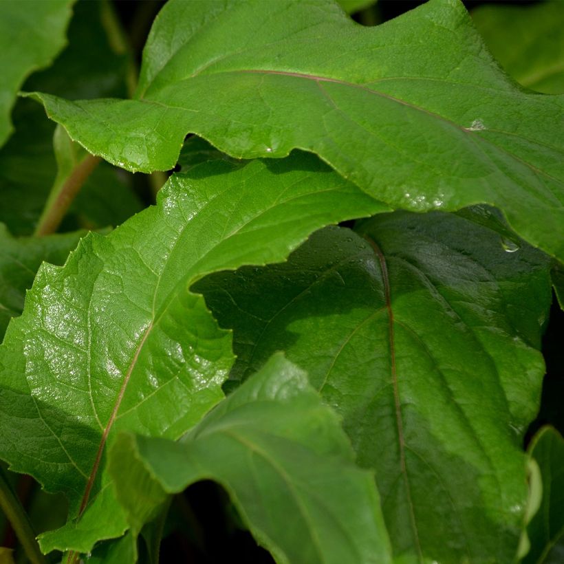 Leveäkompassikukka - Silphium perfoliatum (Lehvistö)