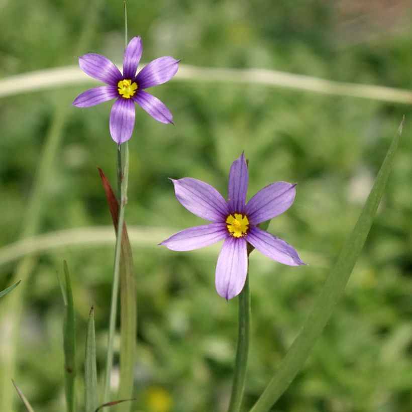 Silmiö - Sisyrinchium bellum (Kukinta)