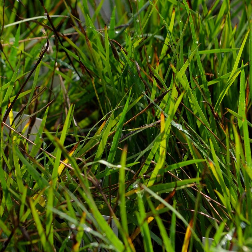 Silmiö - Sisyrinchium bellum (Lehvistö)