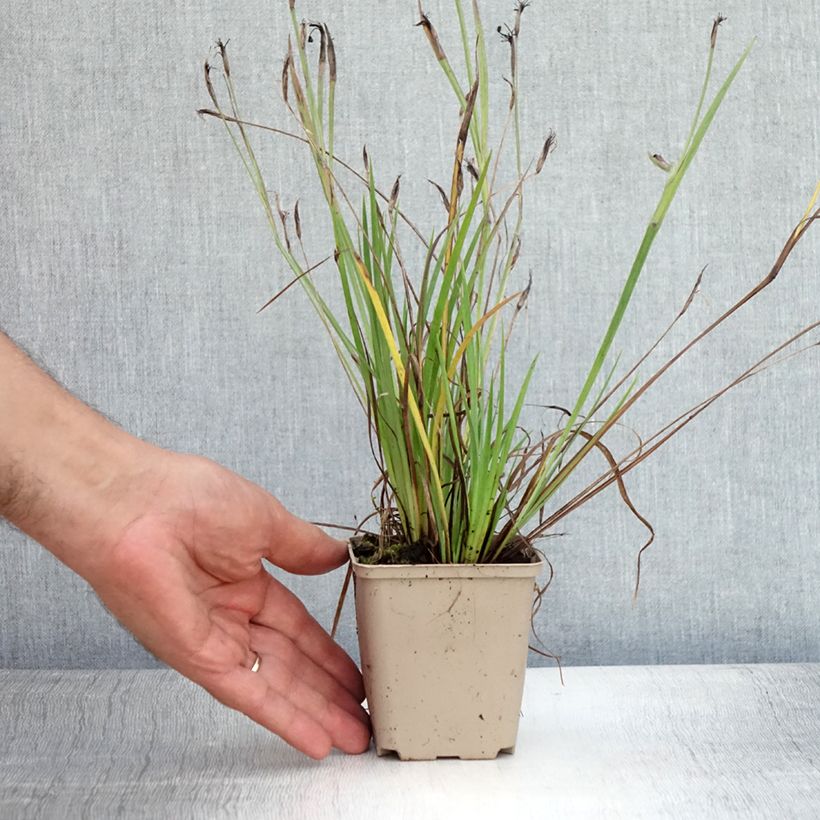 Esimerkki kesällä toimitetusta Sinisilmiö Lucerne Godet de 8/9 cm-taimesta