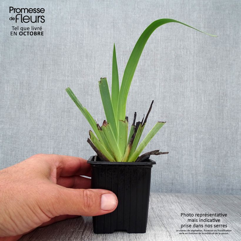 Esimerkki syksyllä toimitetusta Juovasilmiö - Sisyrinchium striatum 8/9 cm taimiruukku-taimesta