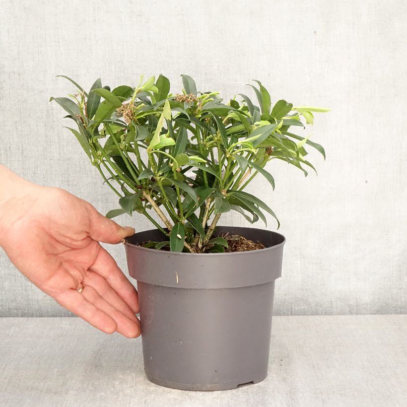 Esimerkki keväällä toimitetusta Japaninsatokki Marlot Pot de 2L/3L-taimesta