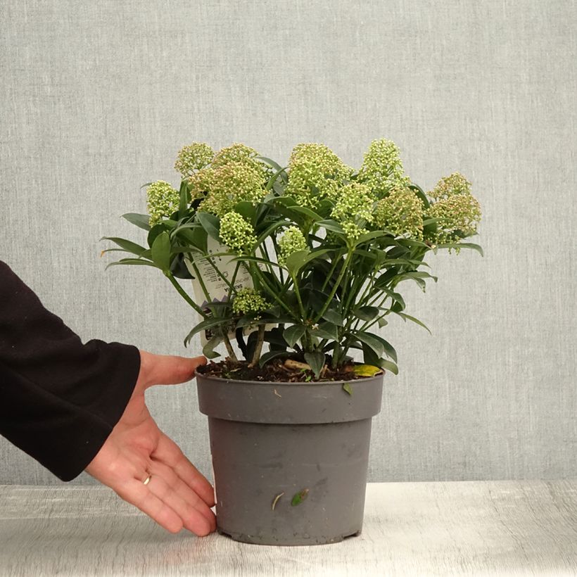 Esimerkki syksyllä toimitetusta Skimmia du Japon Marlot - Skimmia japonica  Pot de 2L/3L-taimesta