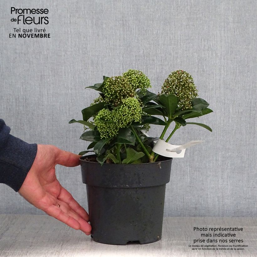 Esimerkki syksyllä toimitetusta Japaninsatokki Fragrant Cloud 2 litran/3 litran ruukku-taimesta