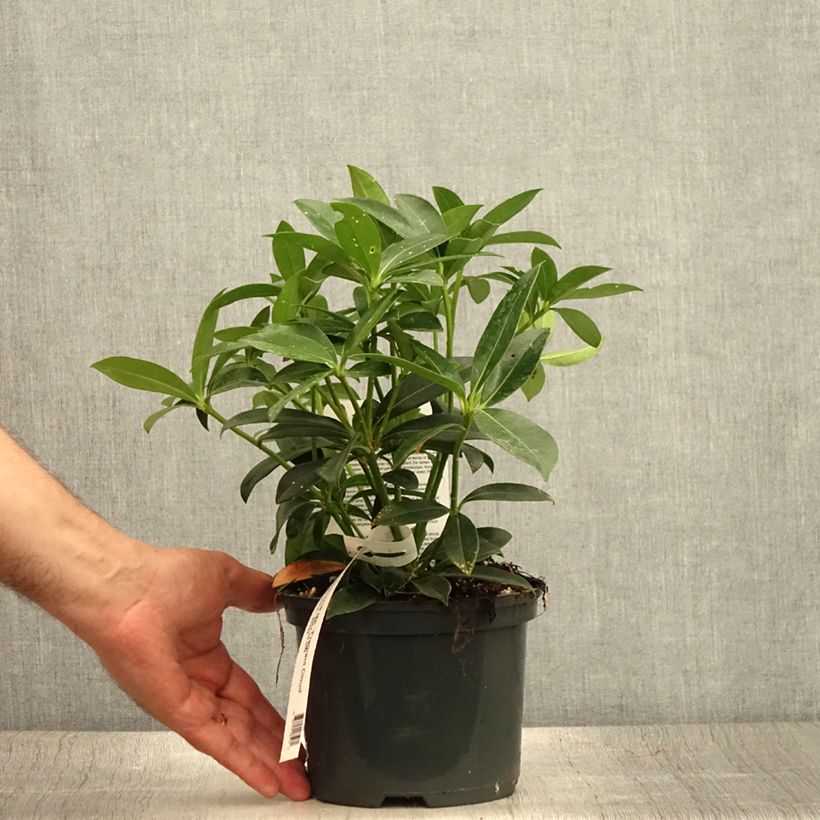 Esimerkki kesällä toimitetusta Japaninsatokki Fragrant Cloud Ruukku 2L / 3L-taimesta