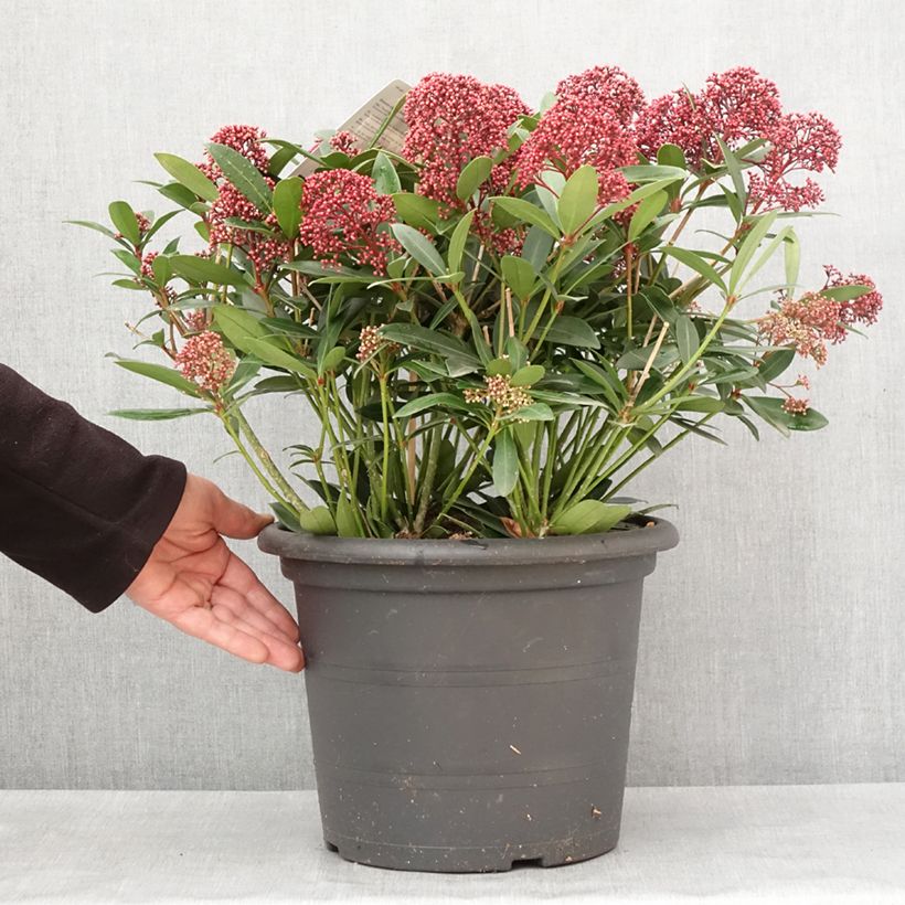 Esimerkki talvella toimitetusta Skimmia japonica Rubella Pot de 7,5L/10L-taimesta