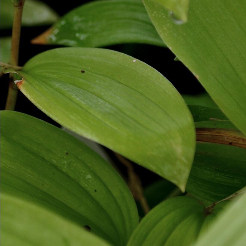 Tertturotkokielo - Smilacina racemosum (Lehvistö)