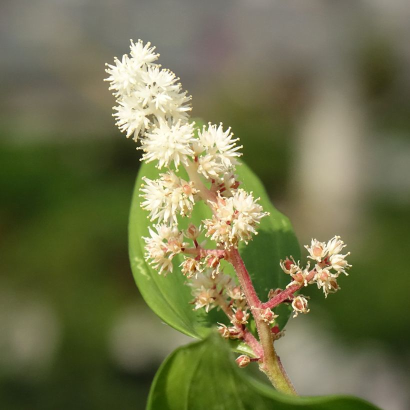 Tertturotkokielo - Smilacina racemosum (Kukinta)