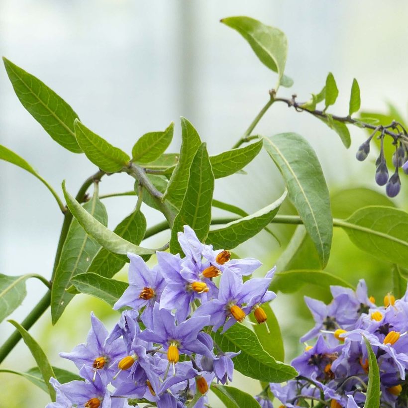 Solanum crispum Glasnevin (Lehvistö)