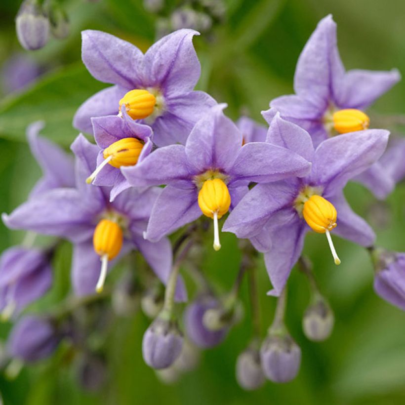 Solanum crispum Glasnevin (Kukinta)