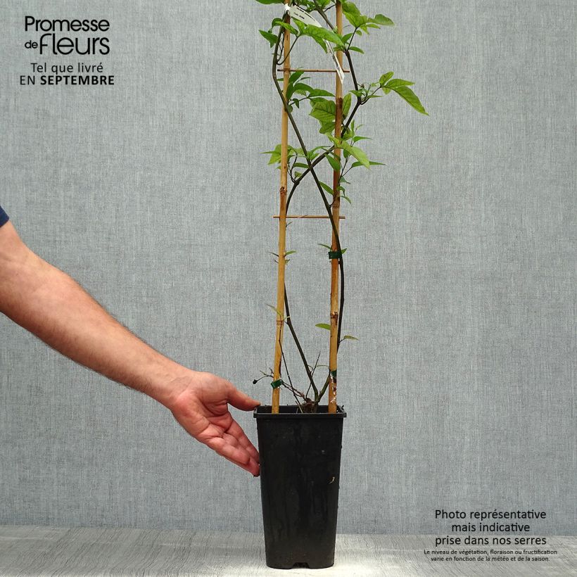 Esimerkki syksyllä toimitetusta Solanum jasminoides Sininen 2 litran/3 litran ruukku-taimesta