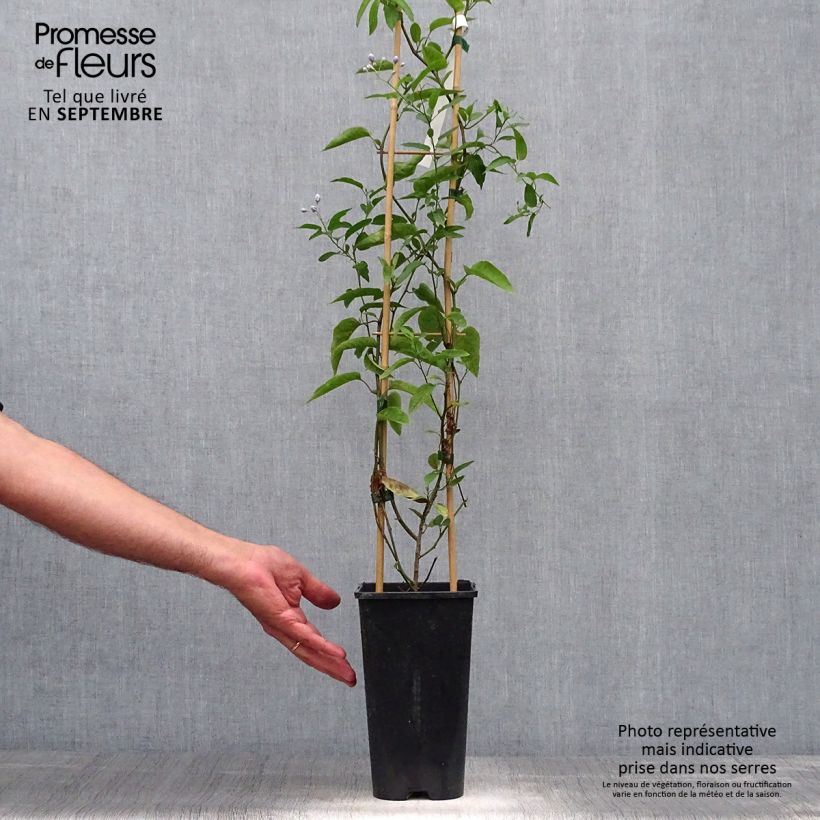 Esimerkki syksyllä toimitetusta Solanum jasminoides 2 litran/3 litran ruukku-taimesta