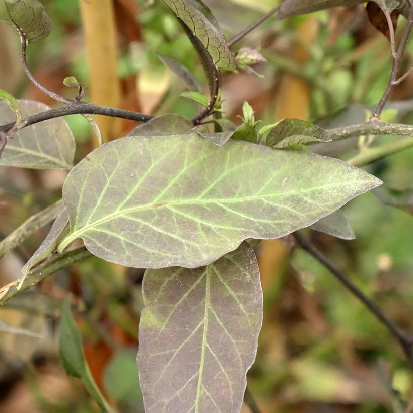 Solanum jasminoides (Lehvistö)
