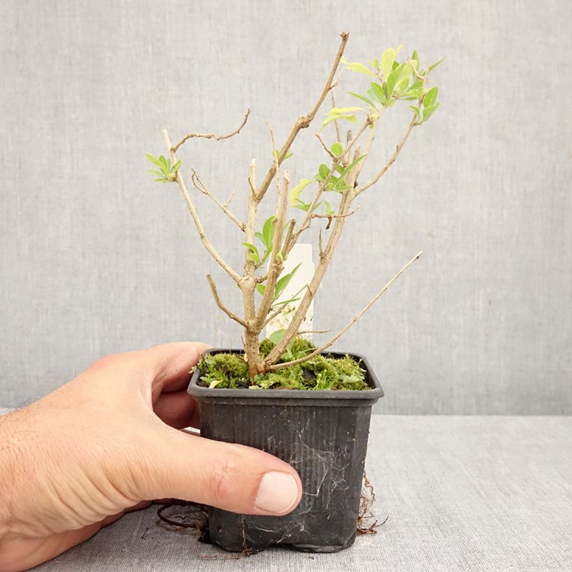 Esimerkki syksyllä toimitetusta Solanum rantonnetii 8/9 cm taimiruukku-taimesta