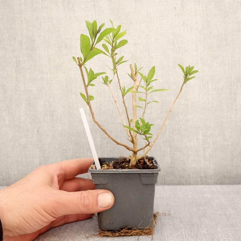 Example of Solanum rantonnetii Godet de 8/9 cm as you get in printemps
