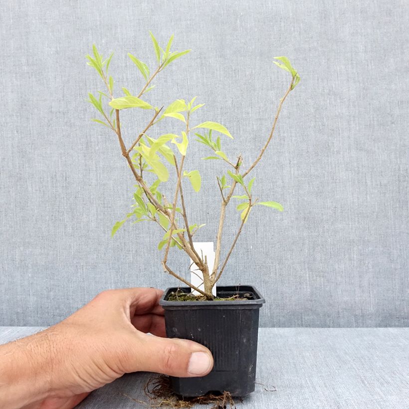Esimerkki kesällä toimitetusta Solanum rantonnetii Godet de 8/9 cm-taimesta