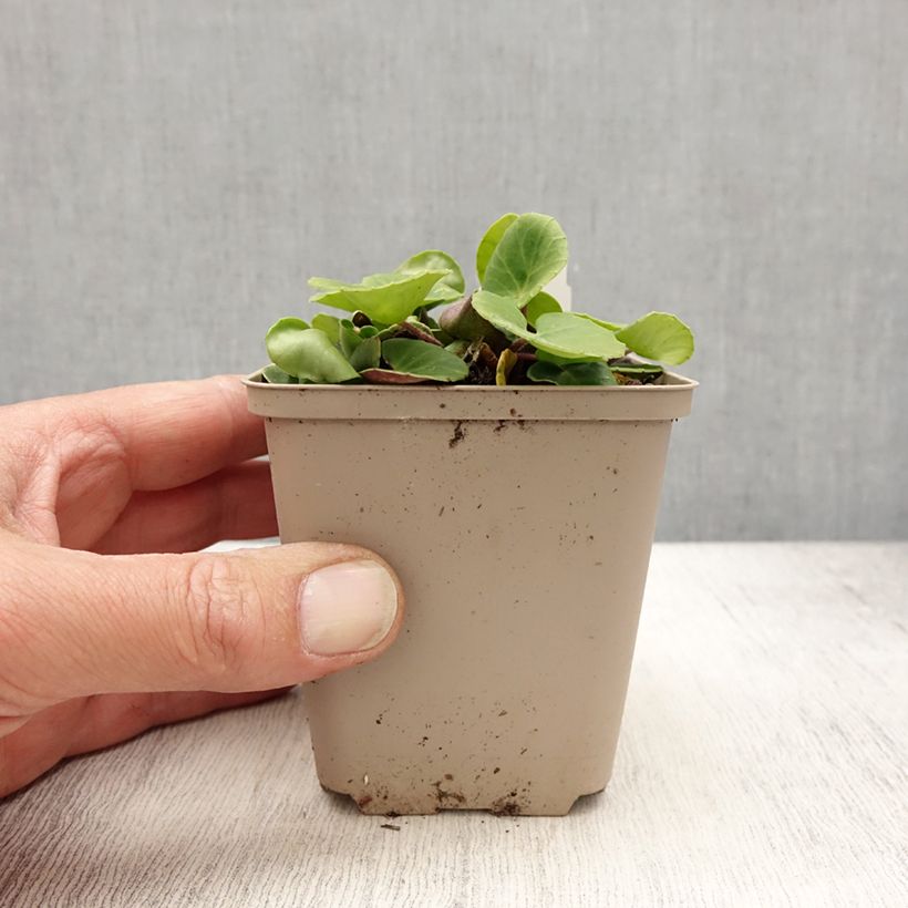 Esimerkki keväällä toimitetusta Alppikello - Soldanella villosa Godet de 8/9 cm-taimesta