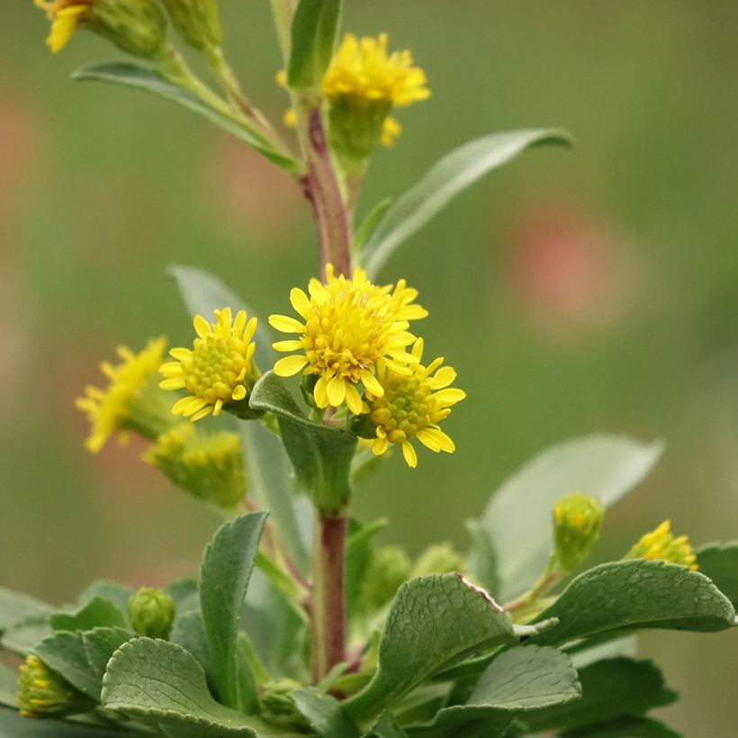 Pikkupiisku - Solidago cutleri (Kukinta)