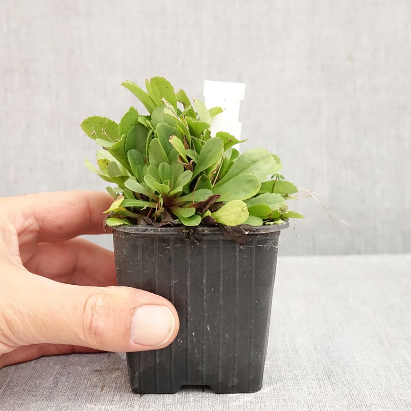 Esimerkki syksyllä toimitetusta Pikkupiisku - Solidago cutleri 8/9 cm taimiruukku-taimesta