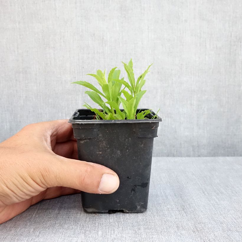 Esimerkki kesällä toimitetusta Kanadanpiisku Gold King Taimiruukku 7/8 cm-taimesta