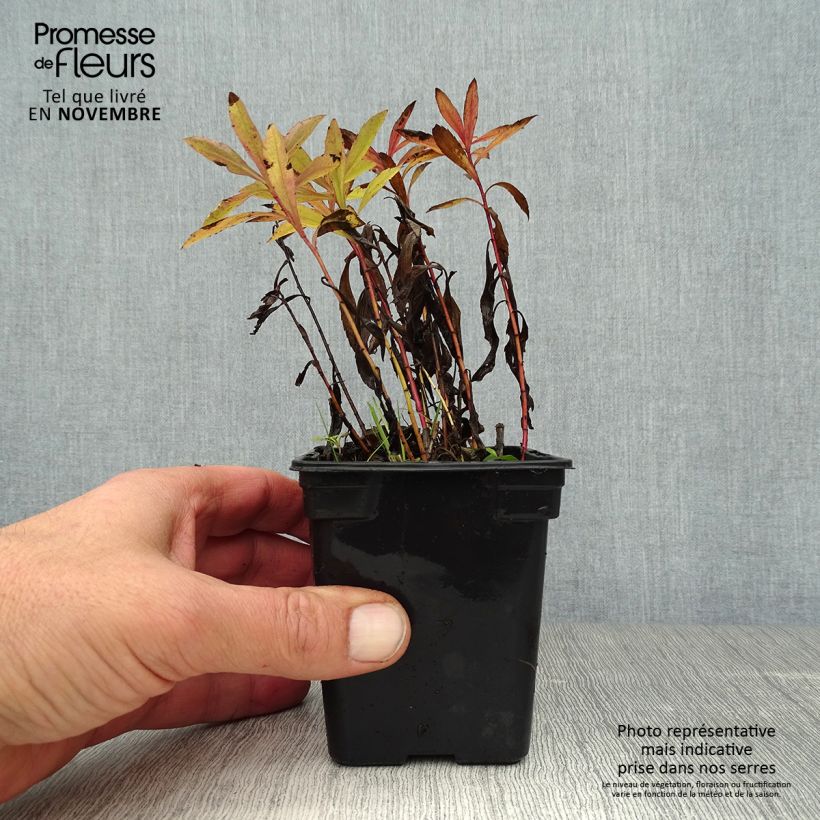 Esimerkki syksyllä toimitetusta Kanadanpiisku Gold King 7/8 cm taimiruukku-taimesta