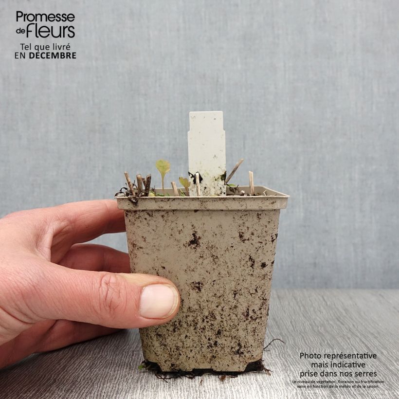 Esimerkki syksyllä toimitetusta Tarhapiisku Ducky 8/9 cm taimiruukku-taimesta